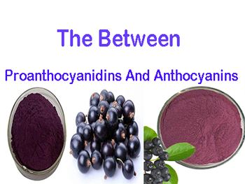 Unlocking The Benefits Of Acai Berry and Blueberry Powder: The Power Of Proanthocyanidins And Anthocyanins!